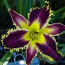 Heavenly Turbo Charged Daylily